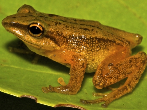 male frog on leaf