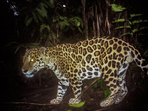 Camera trap photo of jaguar