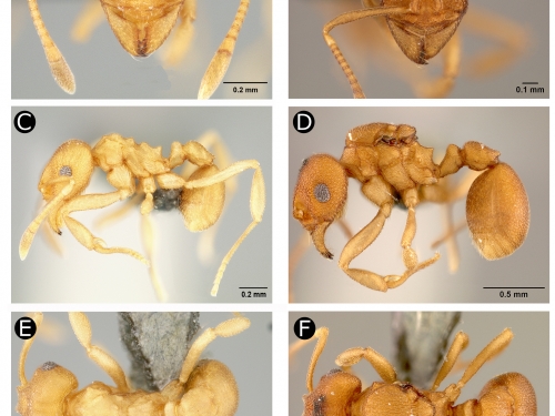 ant anatomy close-ups