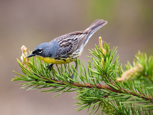 Closeup of bird on branch