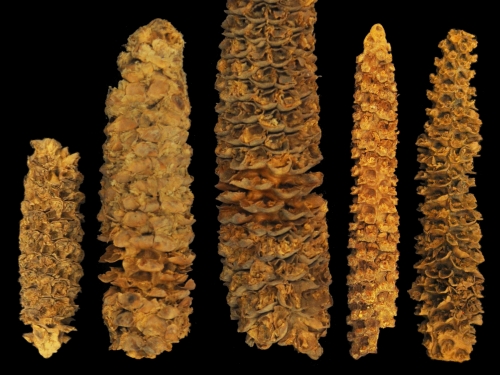 Five ancient corn of varying ages and sizes set against black background