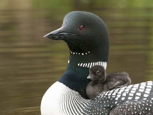 Swimming loon with chick on its back