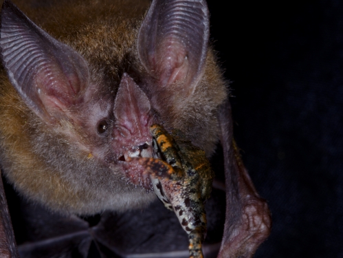 Bat eating a frog