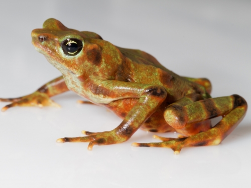 brown spotted frog