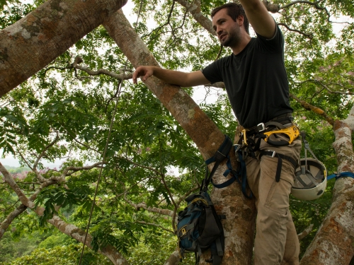 Researcher in tree
