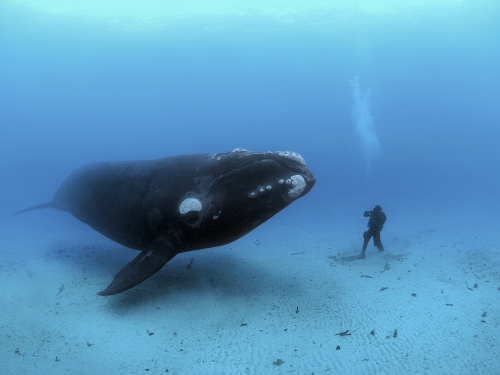 southern right whale hovering next to person on ocean floor