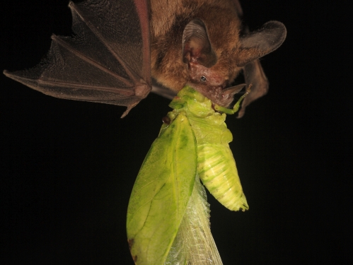 Bat with large katydid in its mouth