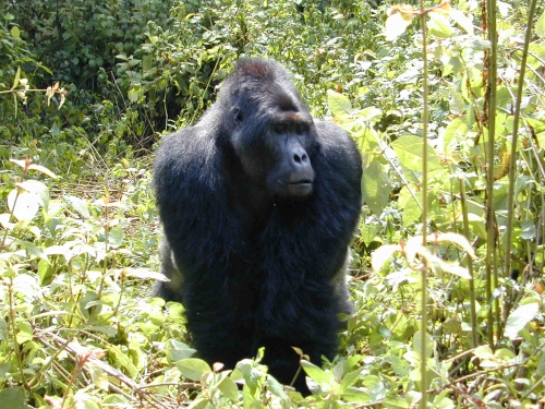 Gorilla named Mugaruka