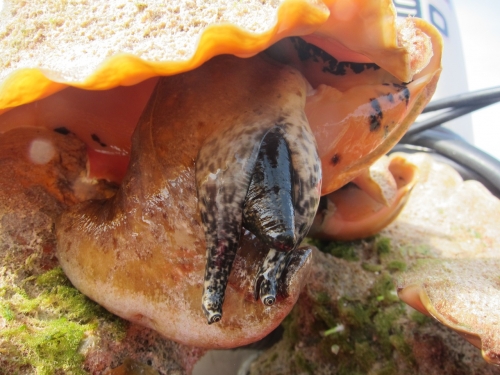 Queen conch emerging from shell