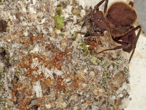 Queen ant with nurse ants