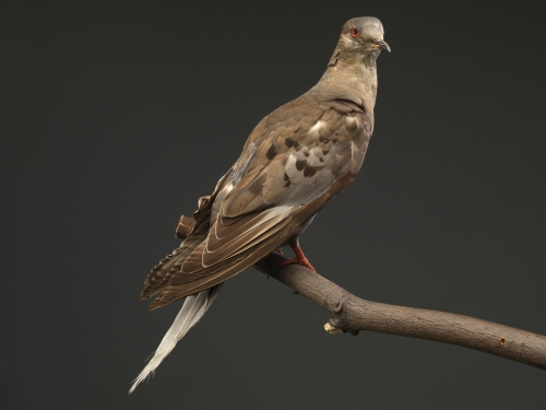 Taxidermy brown bird on branch