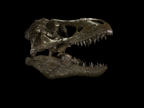 T. rex Skull on Black