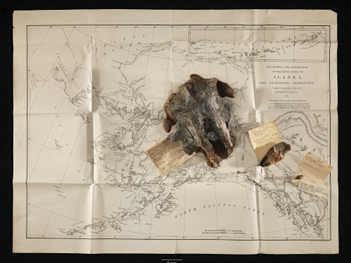 Fossils and old map of Alaska
