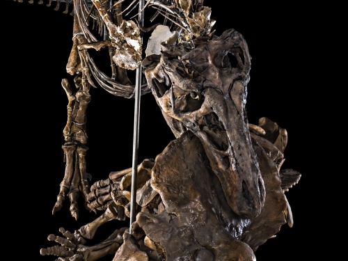 T rex fossil