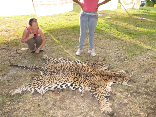 Researcher looks at jaguar skin spread out on the ground