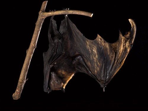 Bat specimen