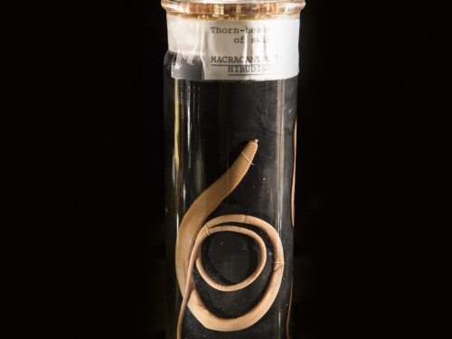 Specimen vial containing parasite