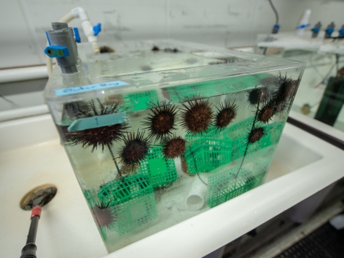 Tank filled with water and sea urchins 