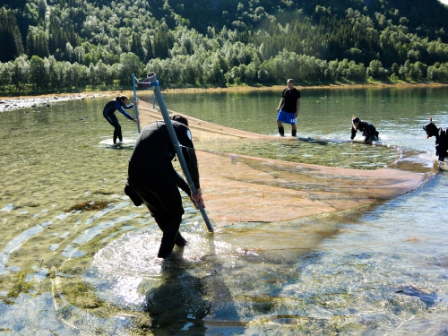 Team dragging net in shallow water