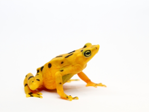 Yellow frog with black spots