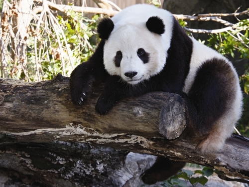 Giant panda Tai Shan