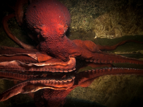 Giant Pacific Octopus Pandora