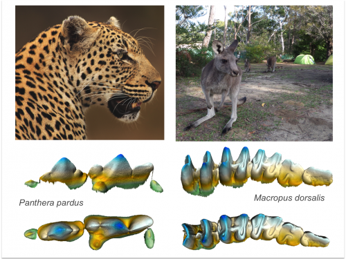 Computer generated comparison of cheetah and kangaroo teeth