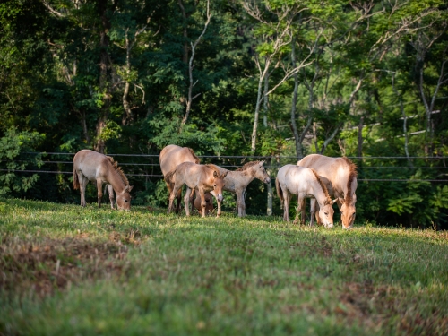 Four Przewalski's horse foals at the Smithsonian Conservation Biology Institute.