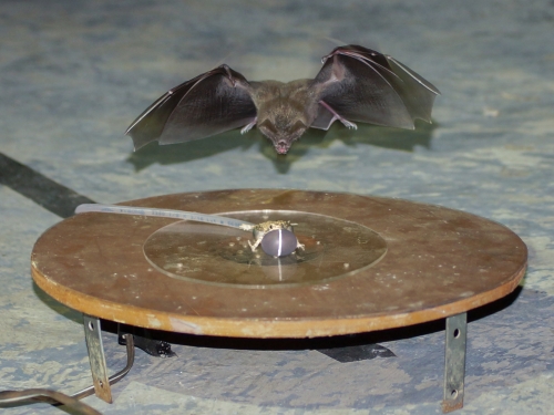 Bat attacking noisemaker