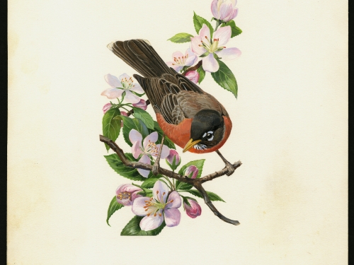 stamp art of robin