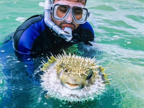 Diver holding porcupine fish