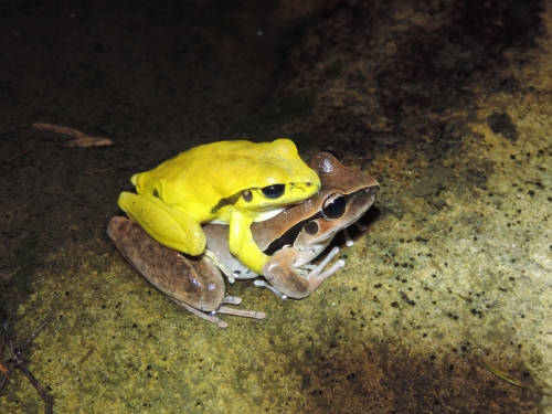 mating frogs