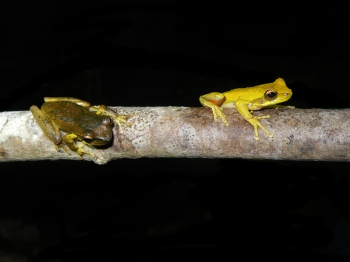 two frogs on branch
