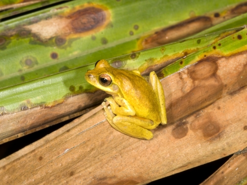 Yellow frog on leaf
