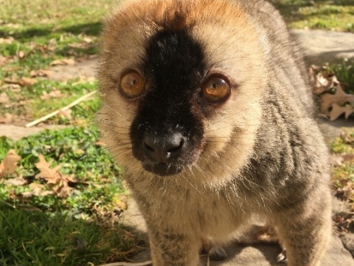 Red-Fronted Lemur