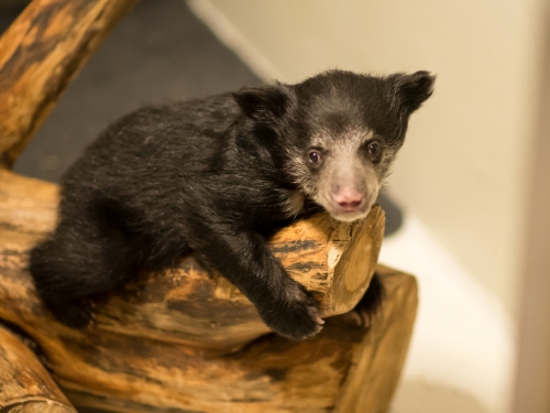 Sloth bear cub Remi