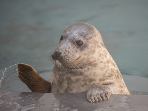 Gray Seal pup Rona