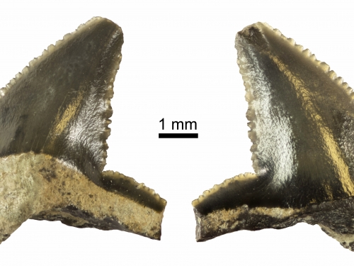 fossil shark teeth