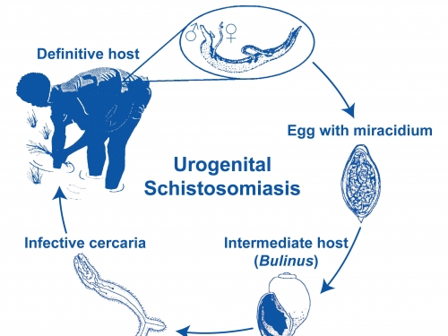 Schistosome transmission.