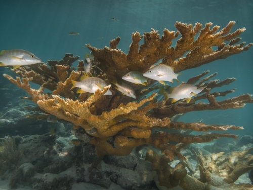 一大块橙色珊瑚和几条白色小鱼在其周围游动的水下图像。