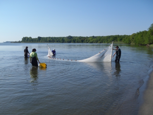 Researchers using net in the Rhode River