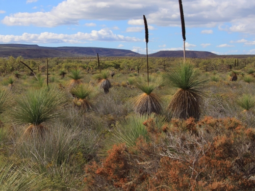 desert landscape with small shrubs