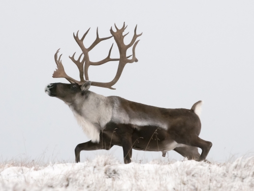 A bull caribou in the snow