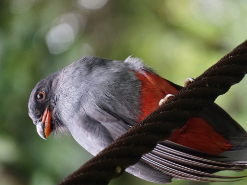 Gray and red bird