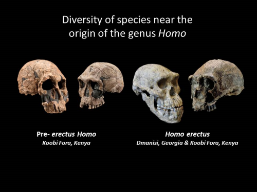 Diversity of species