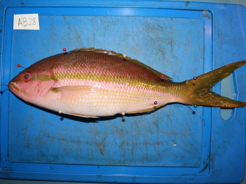 Fish with measurement pins
