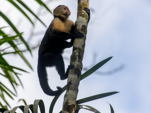 Capuchin monkey in tree