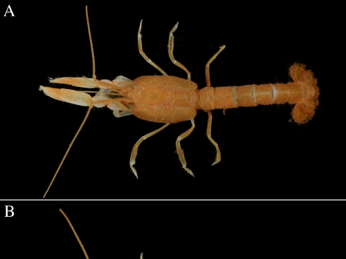Shrimp species struanassa Lerayi anker