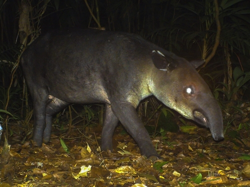 Tapir recorded by camera trap