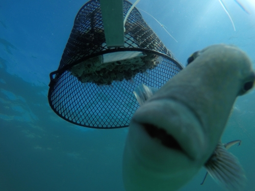 Up-close of fish underwater with a small net in background